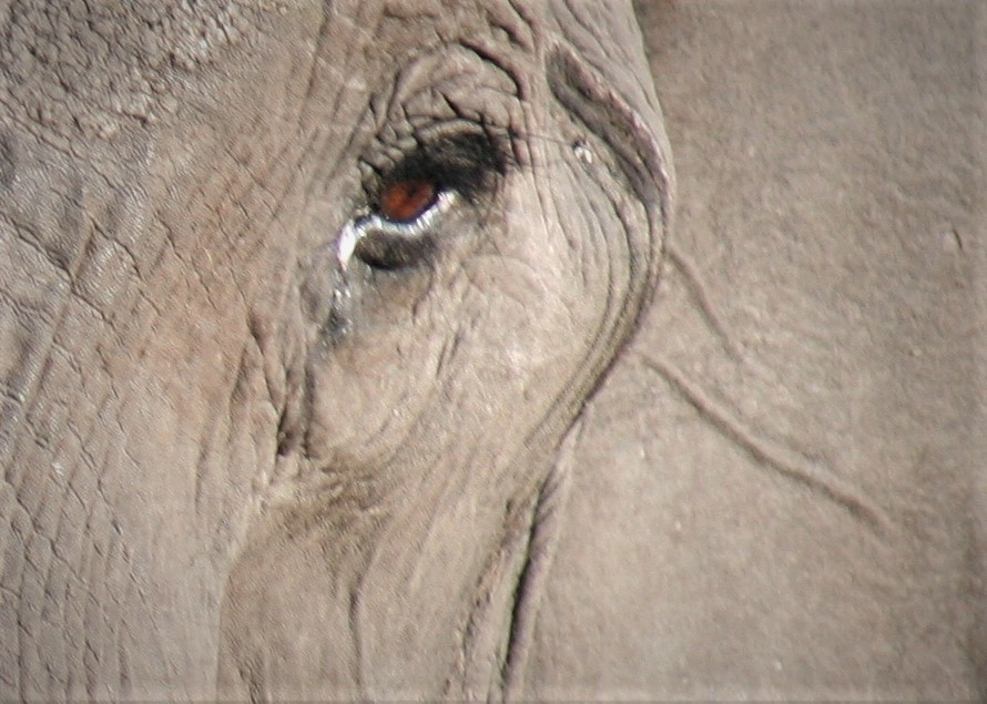 Botswana elephant hunting reinstatement: another view