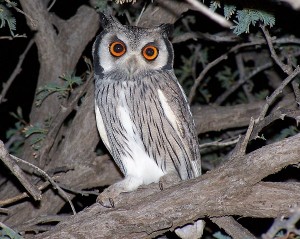 Whitefaced owl (small)