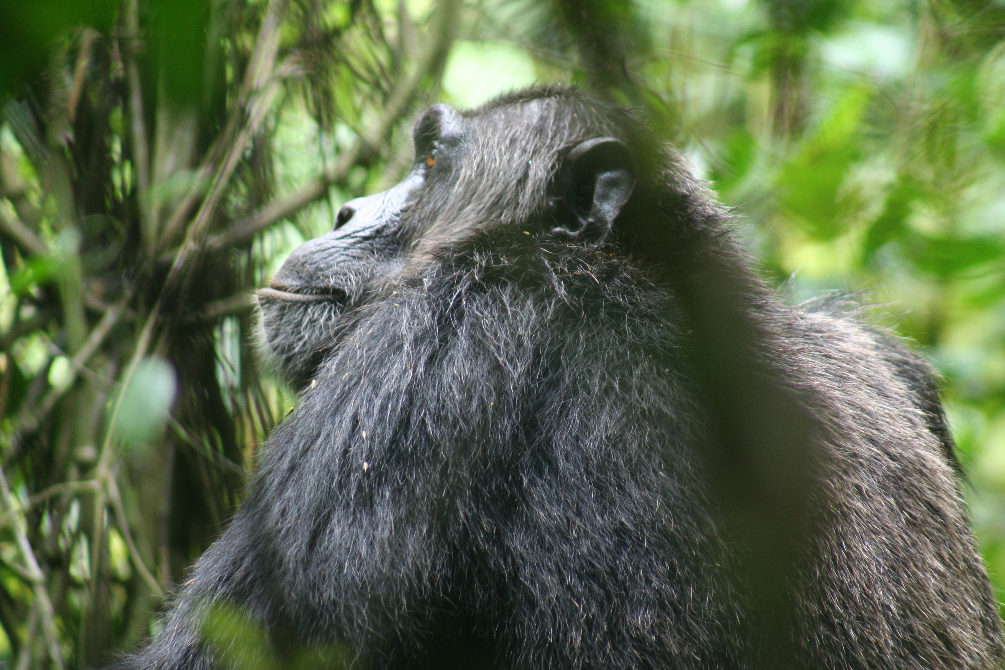 Chimp tracking – Budongo Forest, Uganda